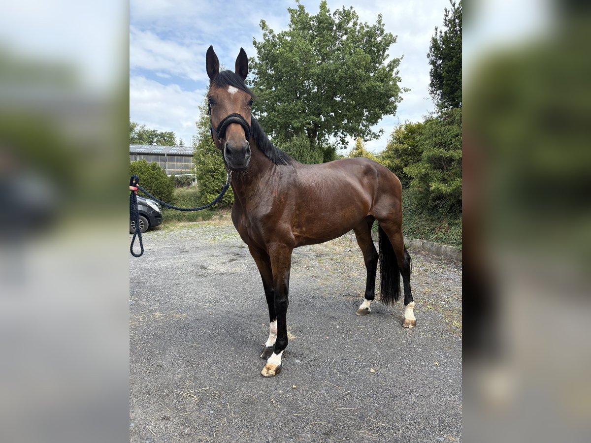 Westphalian Mare 5 years 17,1 hh Bay-Dark in Iserlohn