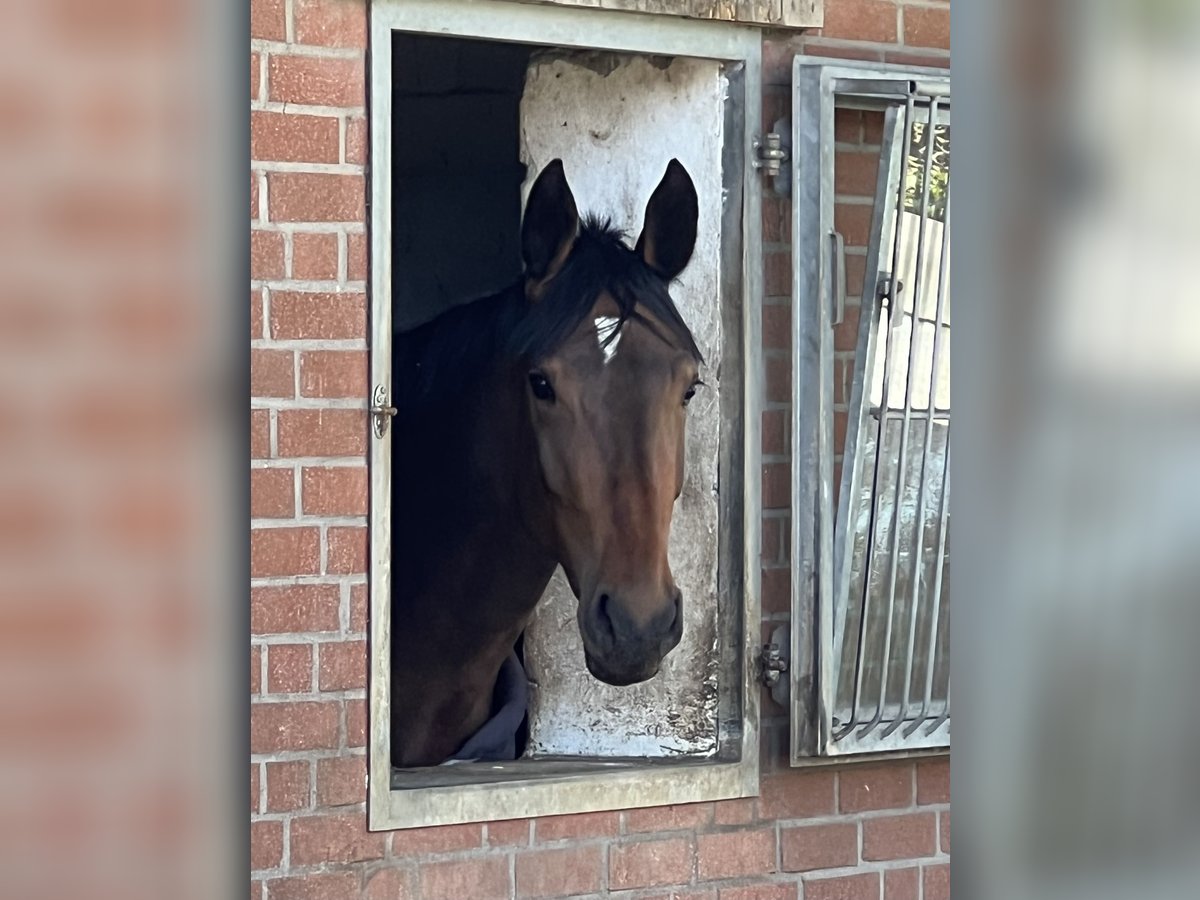 Westphalian Mare 5 years 17,1 hh Brown in Laer