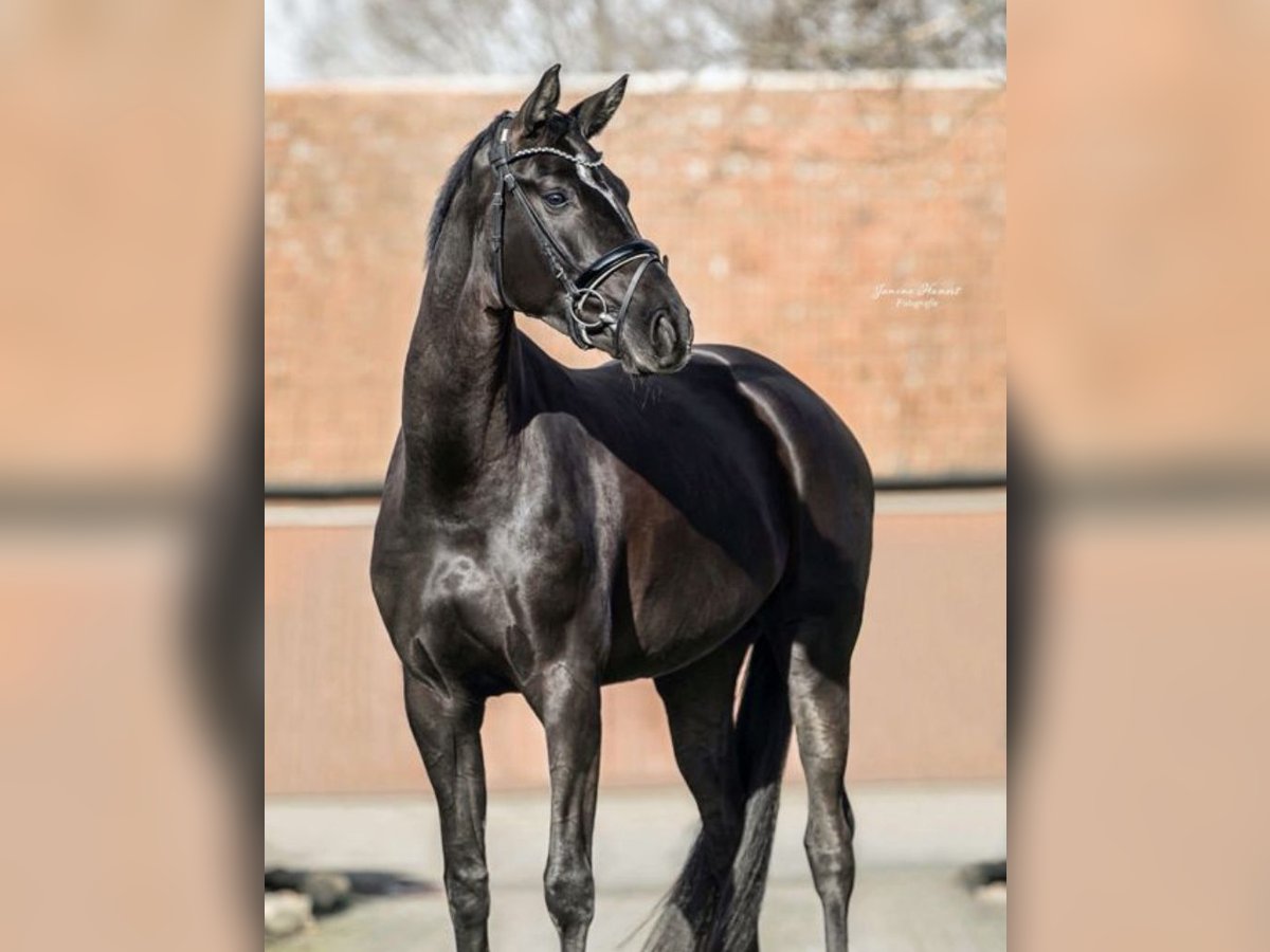 Westphalian Mare 5 years 17 hh Bay-Dark in Nottuln