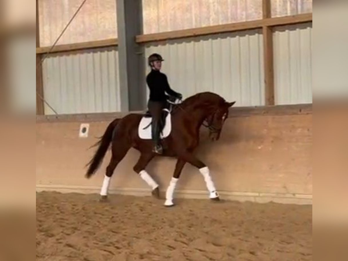 Westphalian Mare 5 years 17 hh Chestnut-Red in Plech