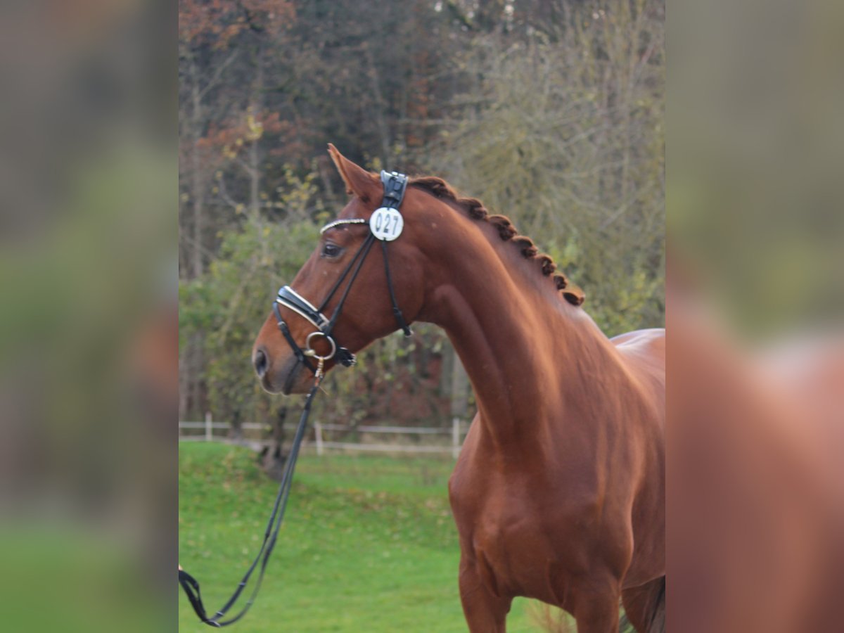 Westphalian Mare 5 years 17 hh Chestnut-Red in Plech