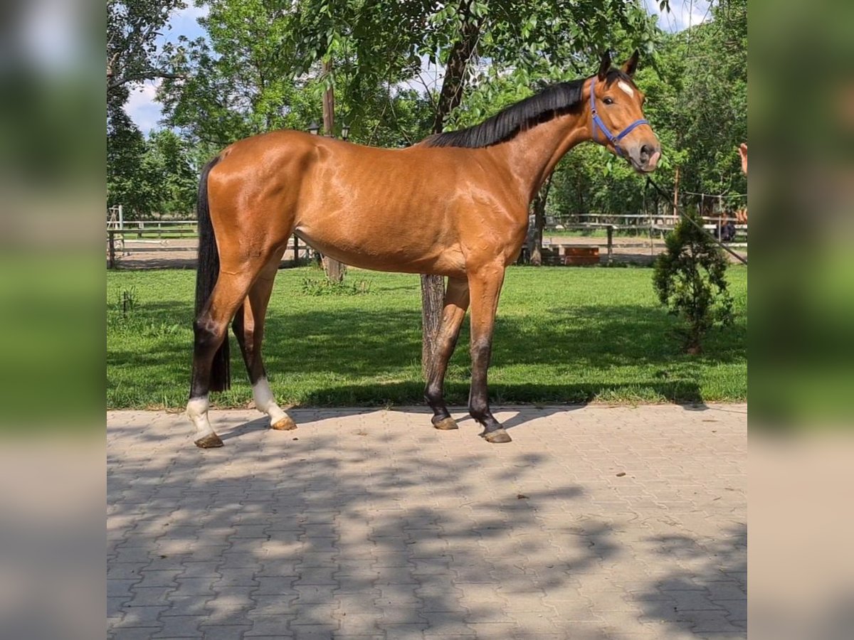 Westphalian Mare 5 years in Békéscsaba