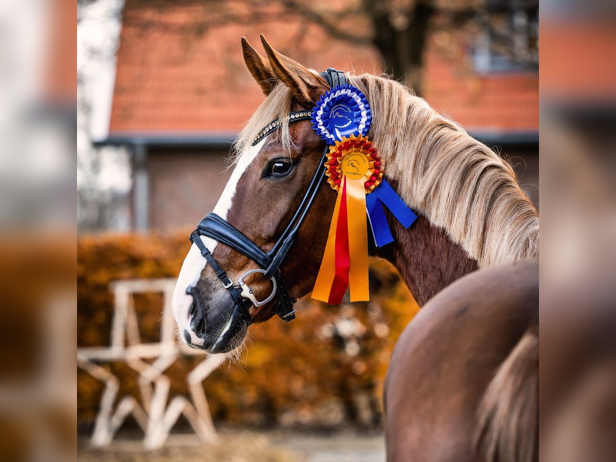 Westphalian Mare 6 years 16,1 hh Chestnut-Red in Coesfeld