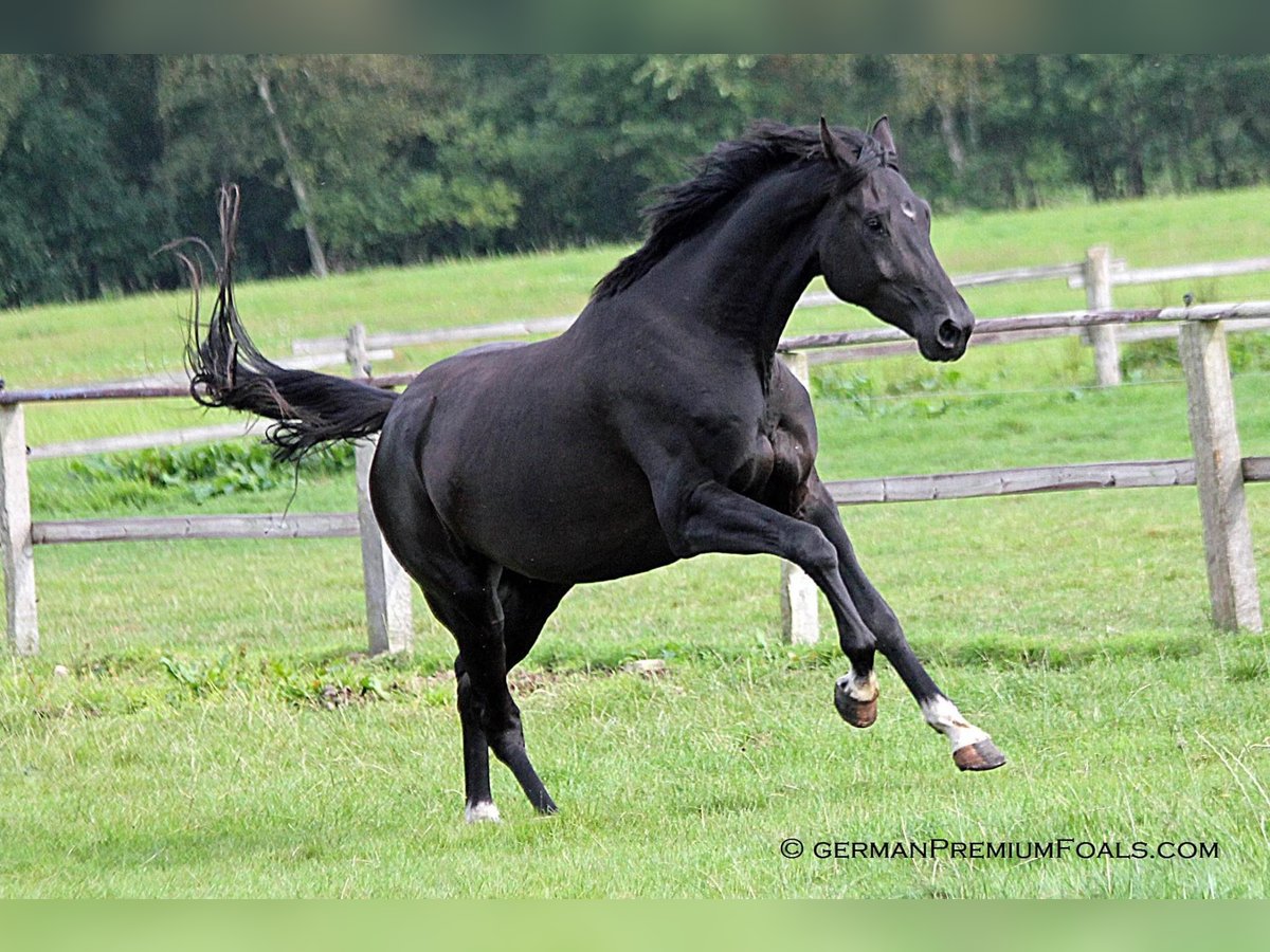 Westphalian Mare 6 years 16,2 hh Black in Havixbeck