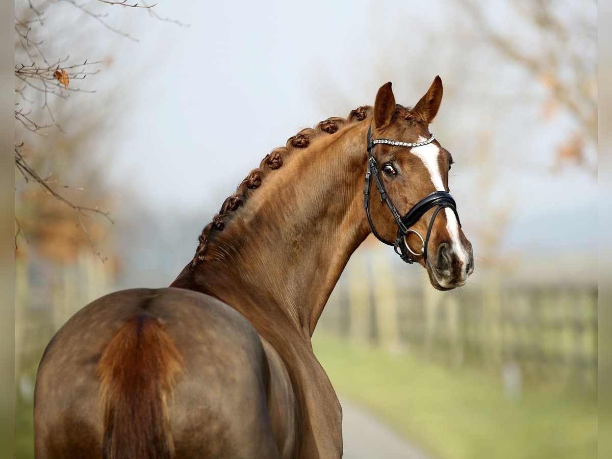 Westphalian Mare 6 years 16,2 hh Chestnut in Diepholz