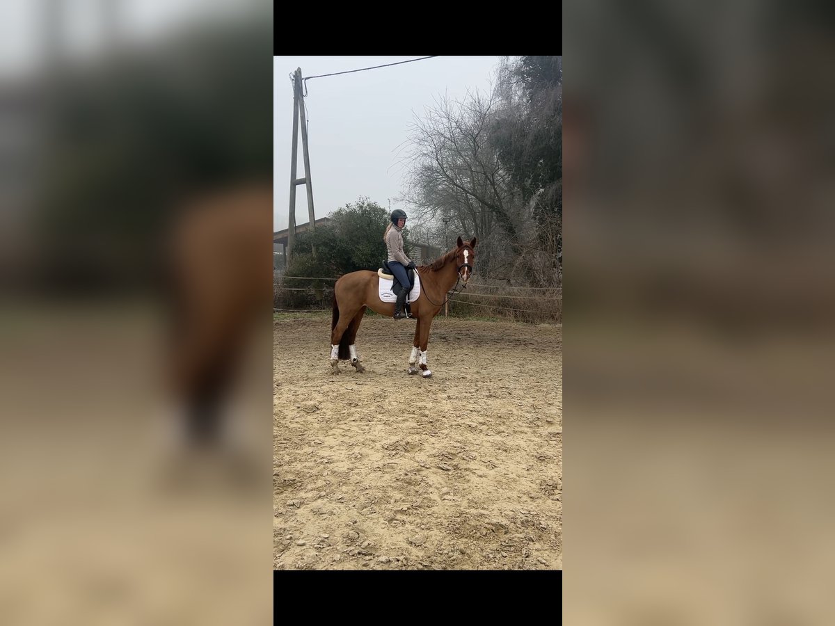 Westphalian Mare 6 years 16,2 hh Chestnut-Red in Hünxe