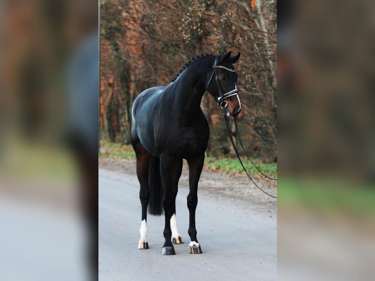 Westphalian Mare 6 years 16,2 hh in Königsdorf