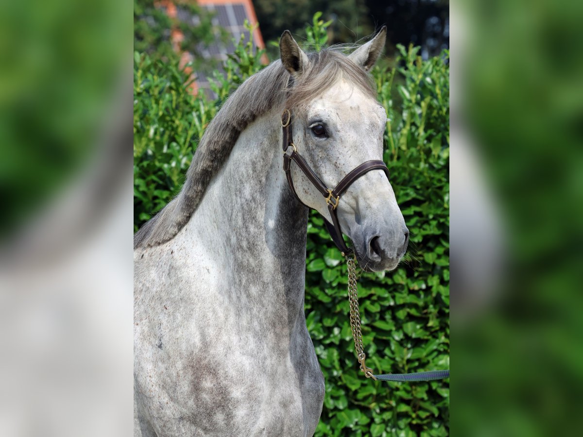 Westphalian Mare 6 years 16,2 hh Gray in Greven