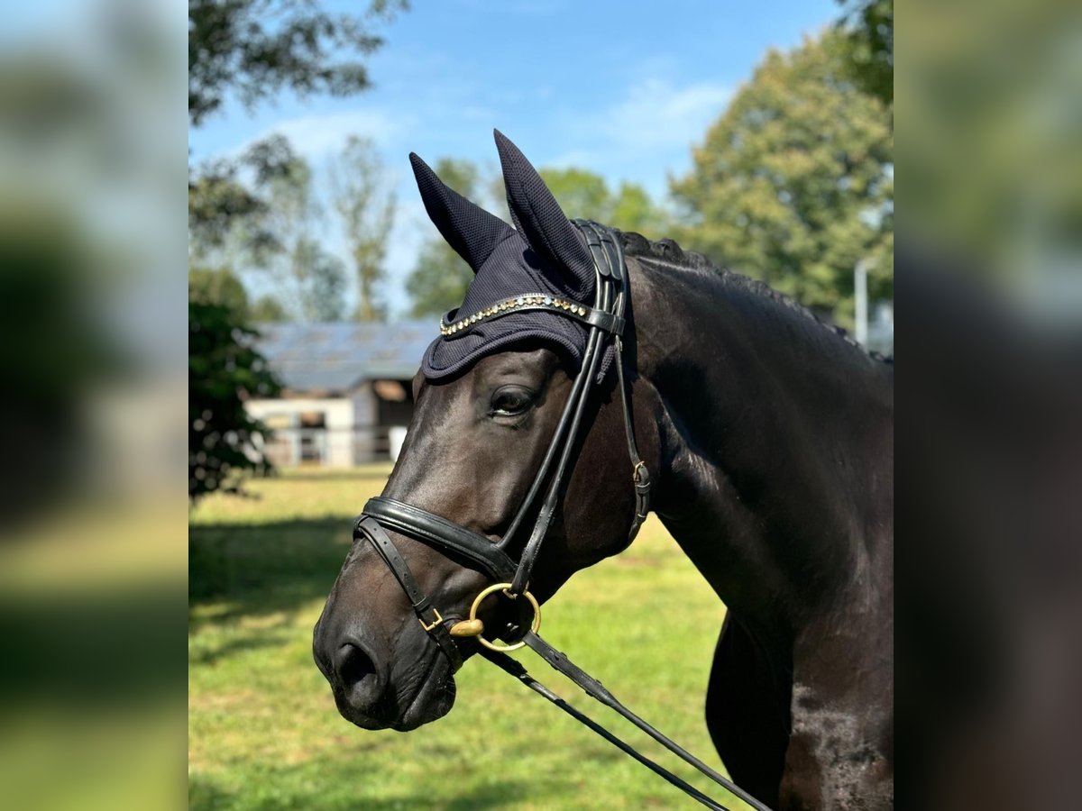 Westphalian Mare 6 years 16,3 hh Bay-Dark in Pulheim