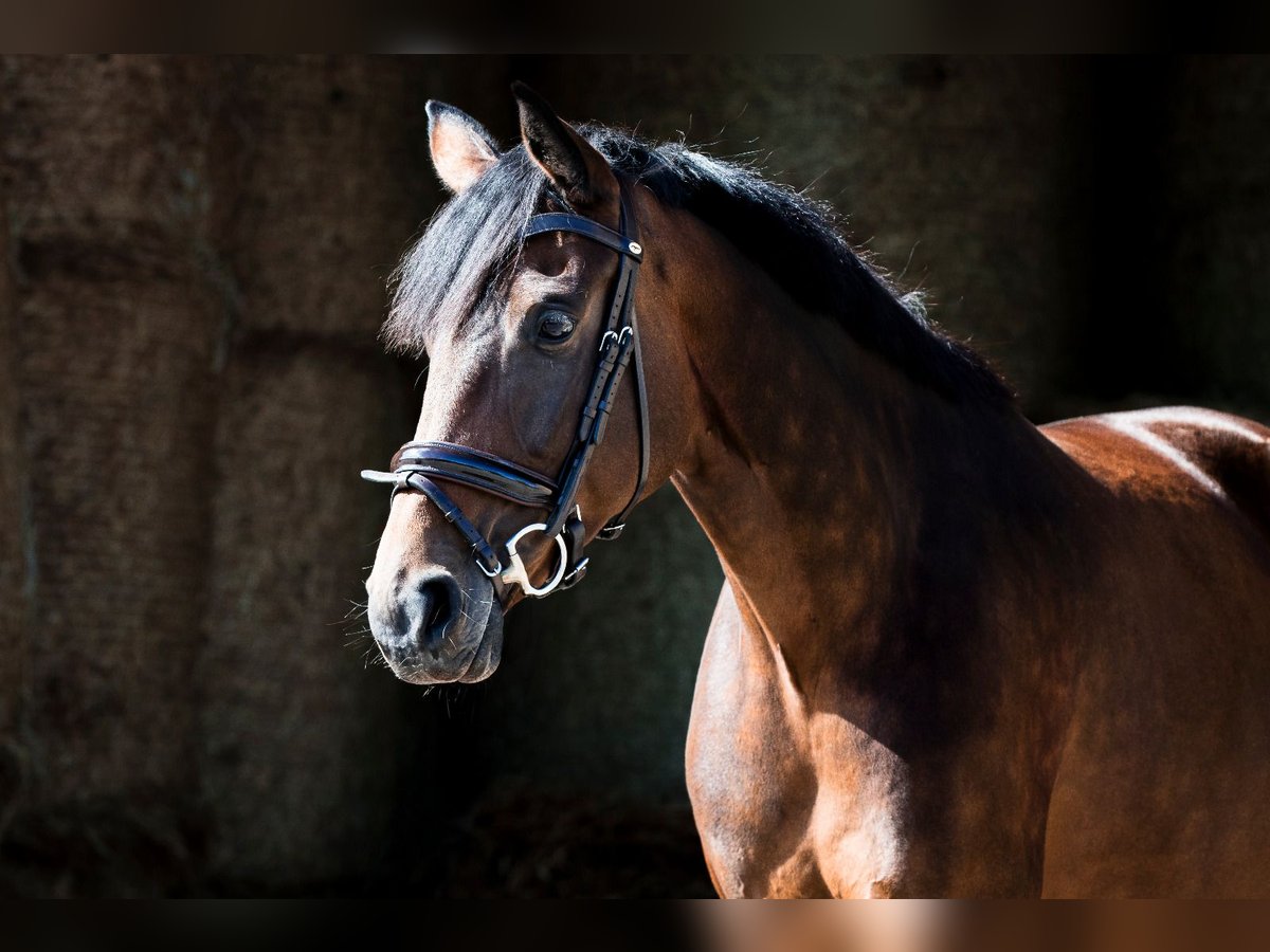 Westphalian Mare 6 years 16 hh Brown in H&#xFC;ttenberg
