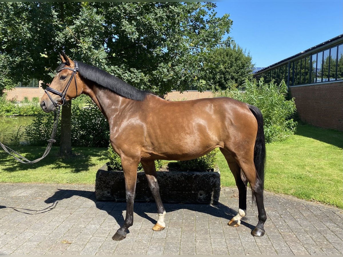 Westphalian Mare 6 years 16 hh Brown in Altenberge