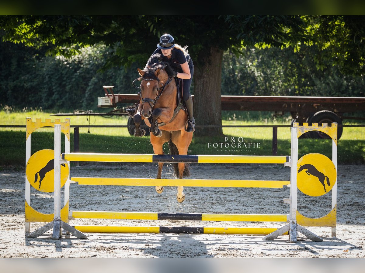 Westphalian Mare 6 years 16 hh Brown in Recklinghausen