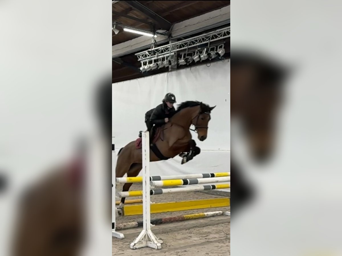 Westphalian Mare 6 years 16 hh Brown in Zweibr&#xFC;cken