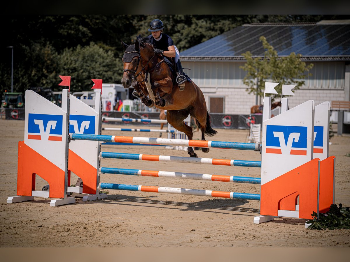 Westphalian Mare 6 years 16 hh Brown in Dornburg