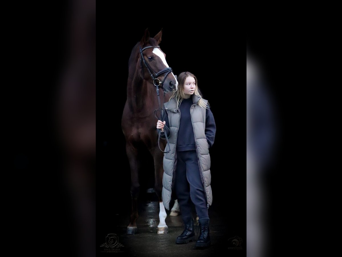 Westphalian Mare 6 years 16 hh Chestnut in Niedersachsen - Ringe