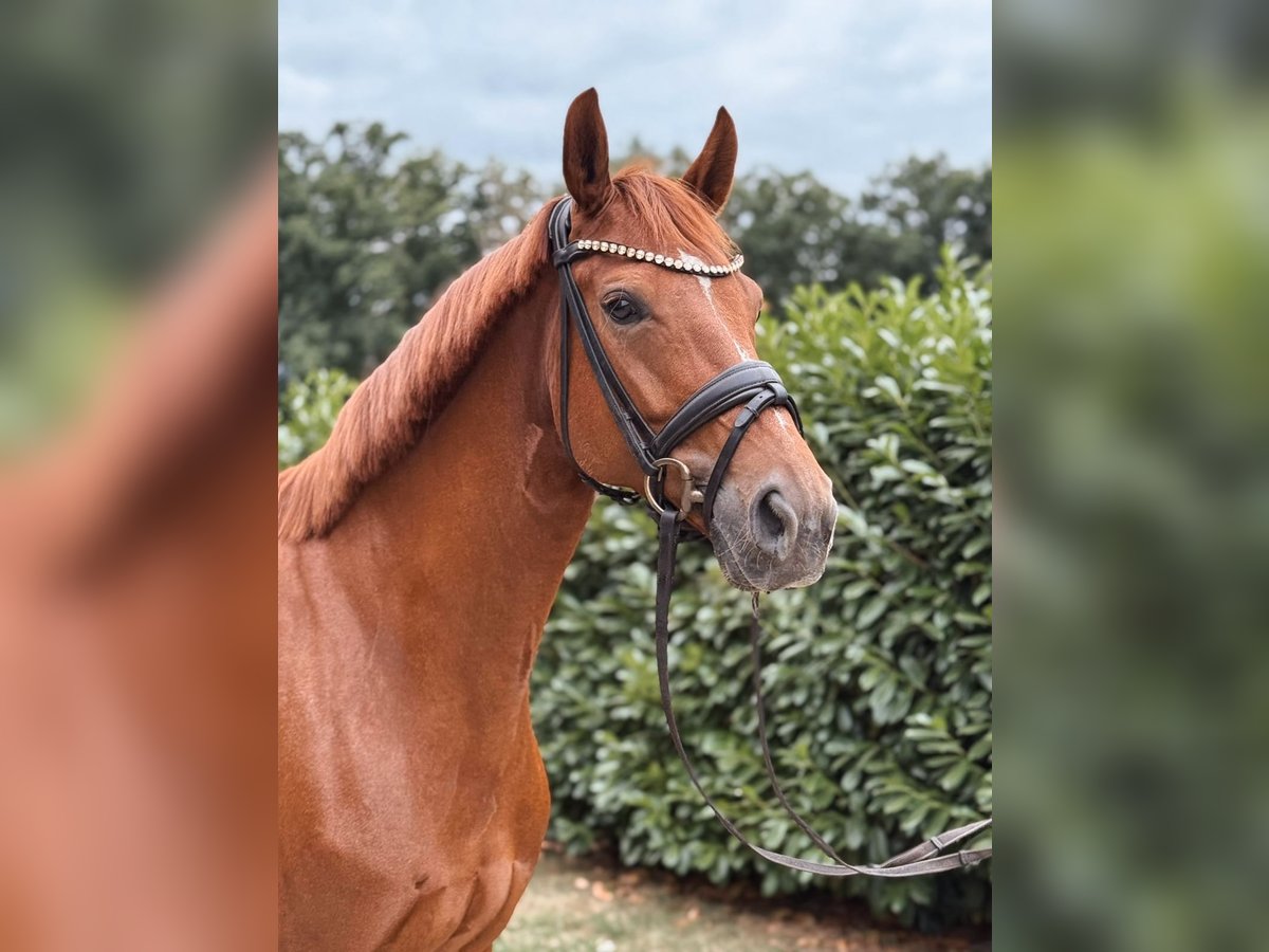 Westphalian Mare 6 years 16 hh Chestnut-Red in Warendorf
