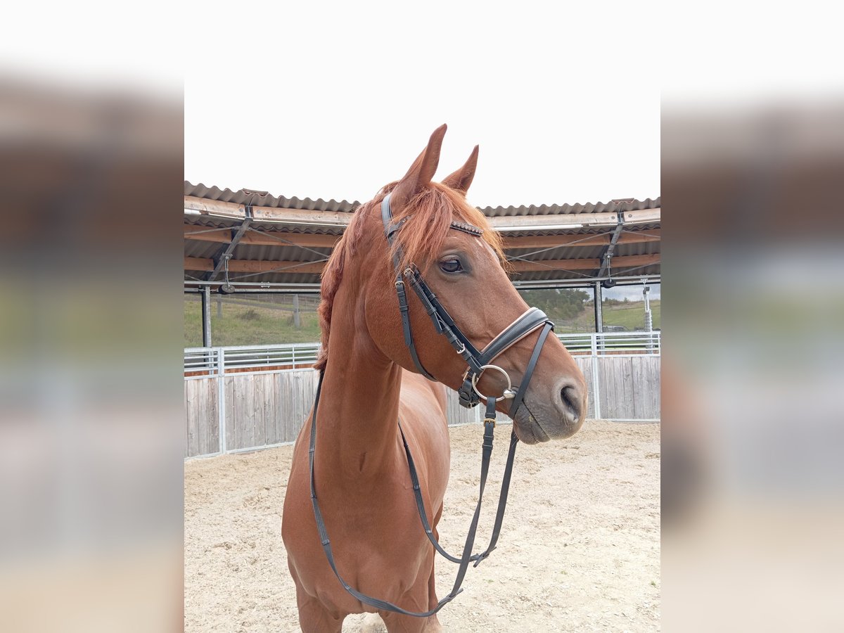 Westphalian Mare 6 years 16 hh Chestnut-Red in Würzburg