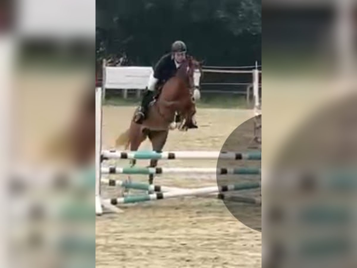 Westphalian Mare 6 years 16 hh Chestnut-Red in Iserlohn