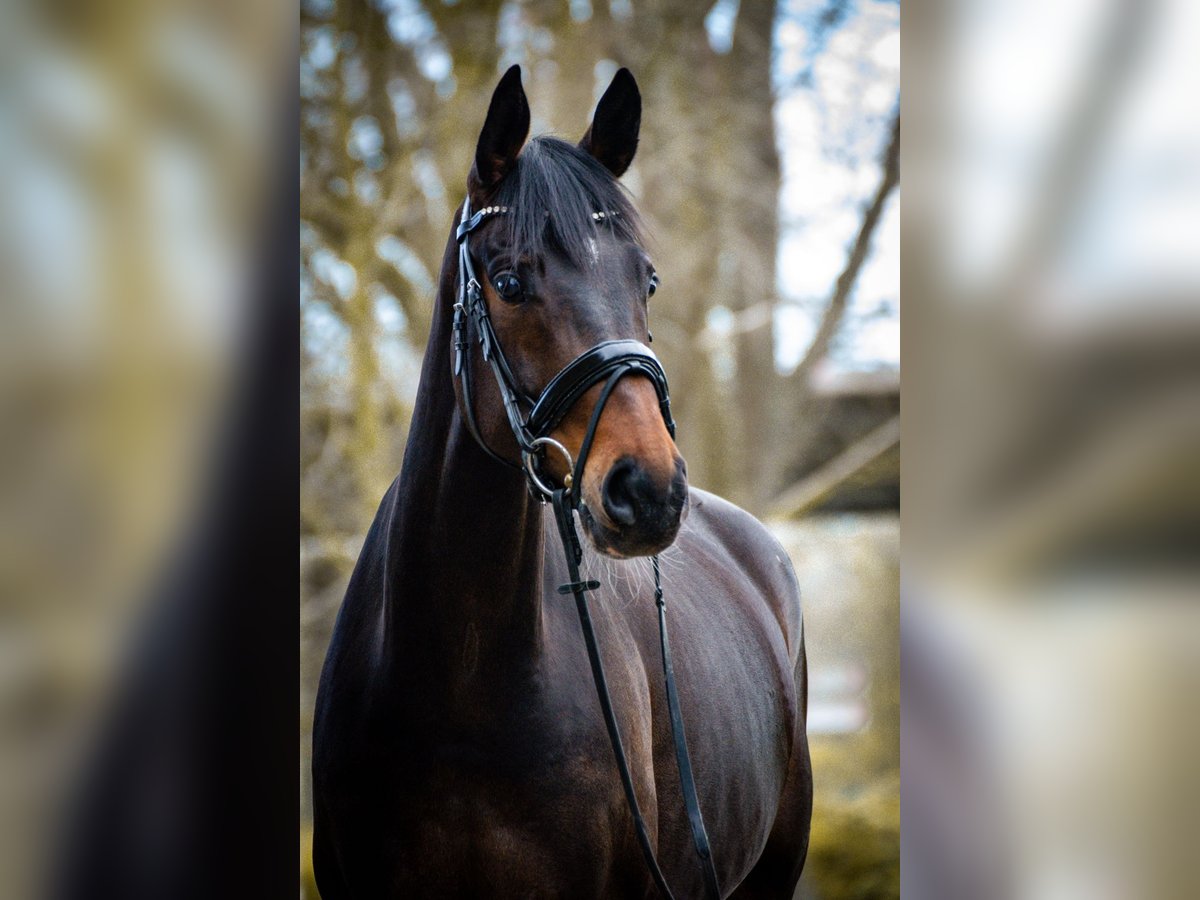 Westphalian Mare 6 years 16,1 hh Bay-Dark in M&#xFC;nster
