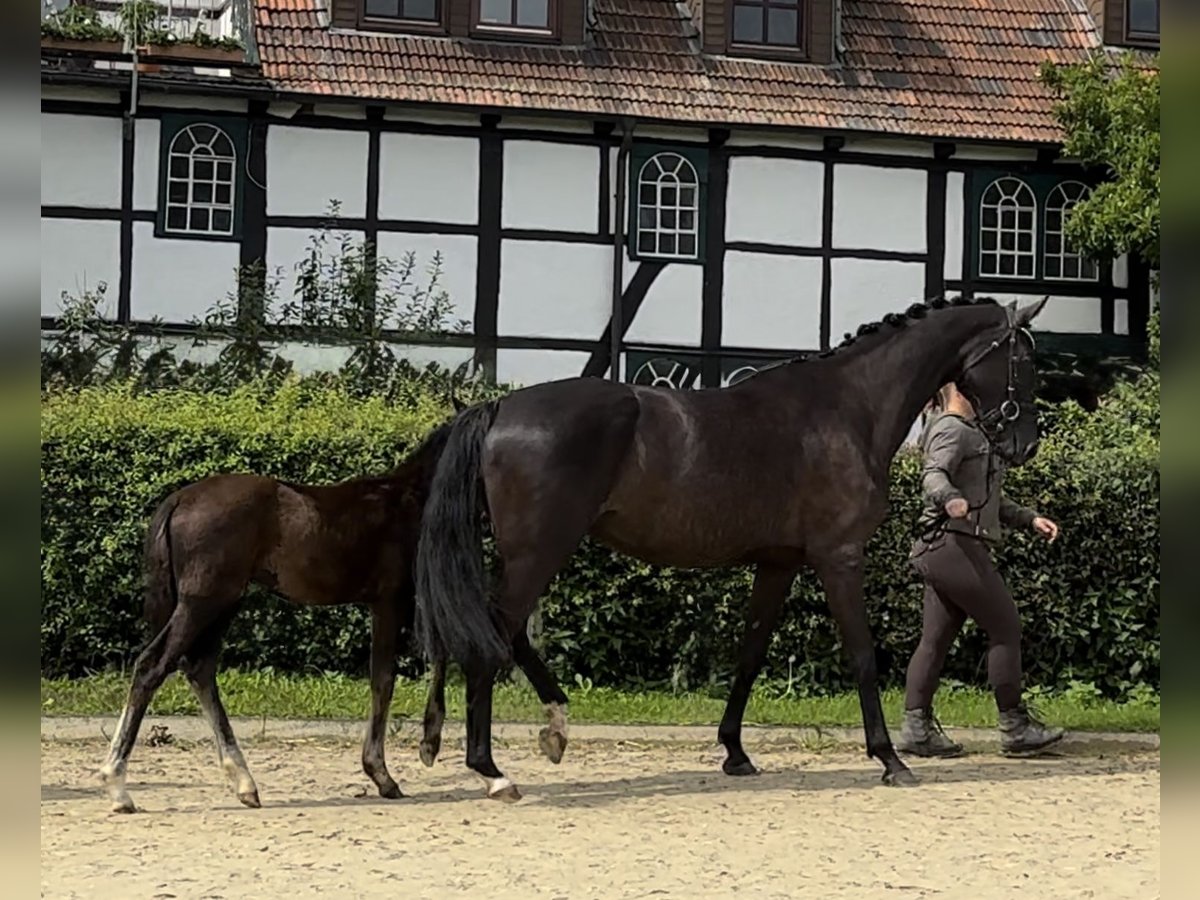 Westphalian Mare 6 years 16,2 hh Black in Vechta Westphalian Mare 6 years 16,2 hh Black in Vechta