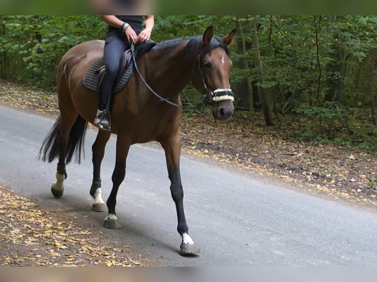 Westphalian Mare 6 years 16,2 hh Brown in Braunschweig