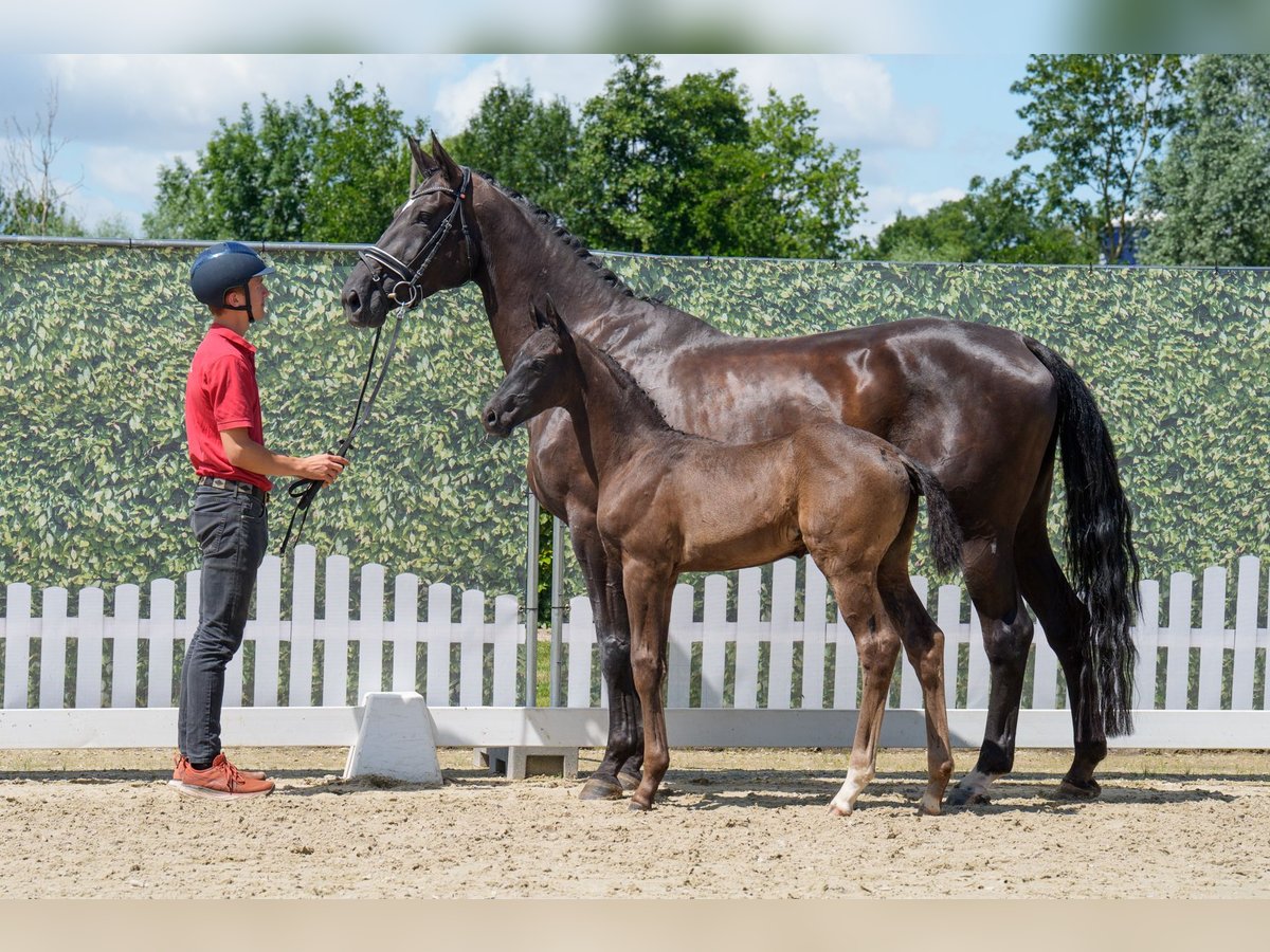 Westphalian Mare 6 years 16,3 hh Black in Hagen Westphalian Mare 6 years 16,3 hh Black in Hagen