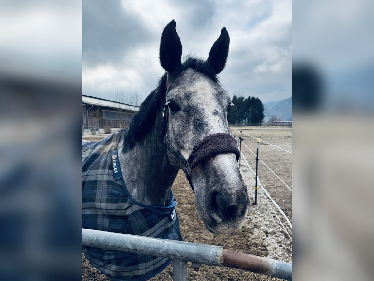 Westphalian Mare 6 years 17 hh Gray in Ebensee