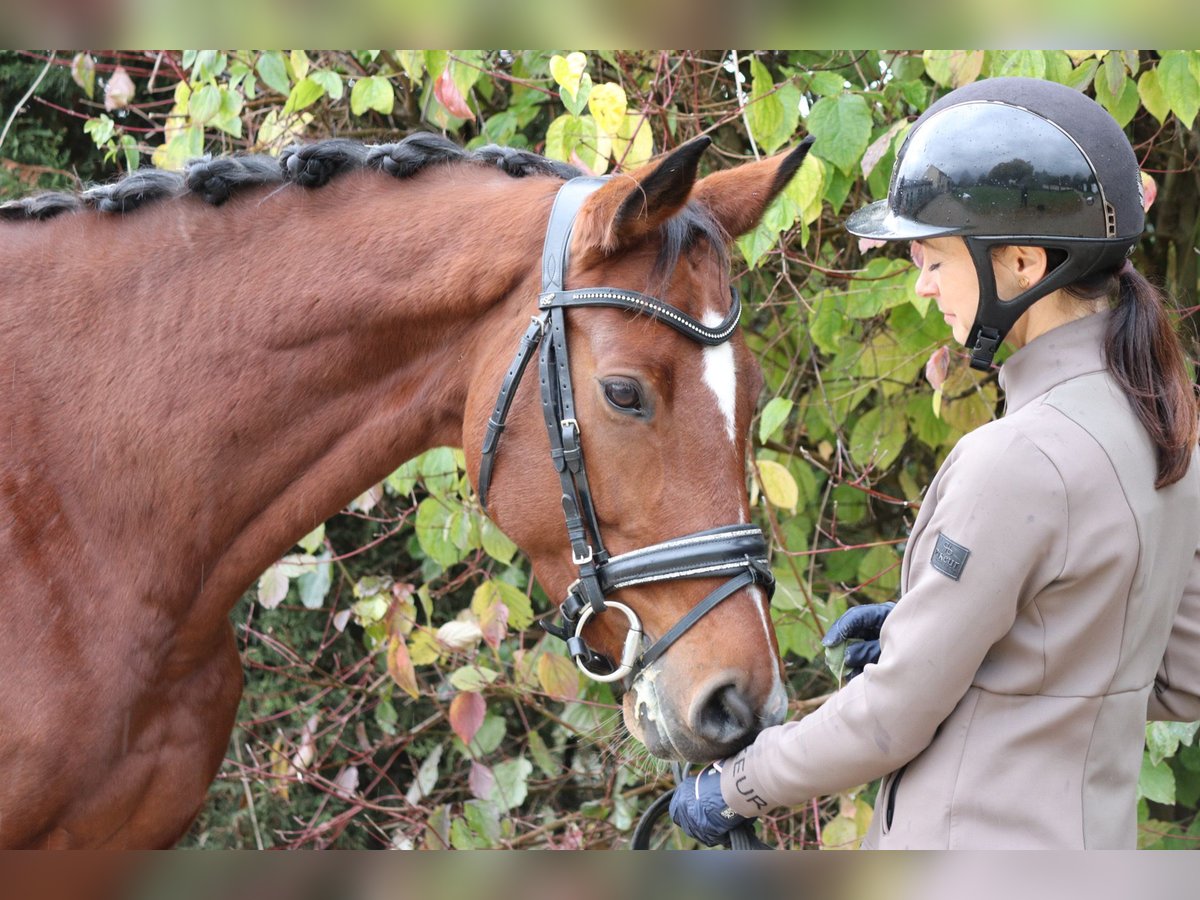 Westphalian Mare 7 years 16,1 hh Brown in Erftstadt