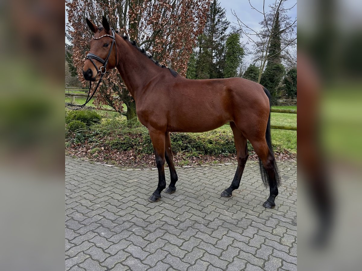 Westphalian Mare 7 years 16,1 hh Brown in Hamm