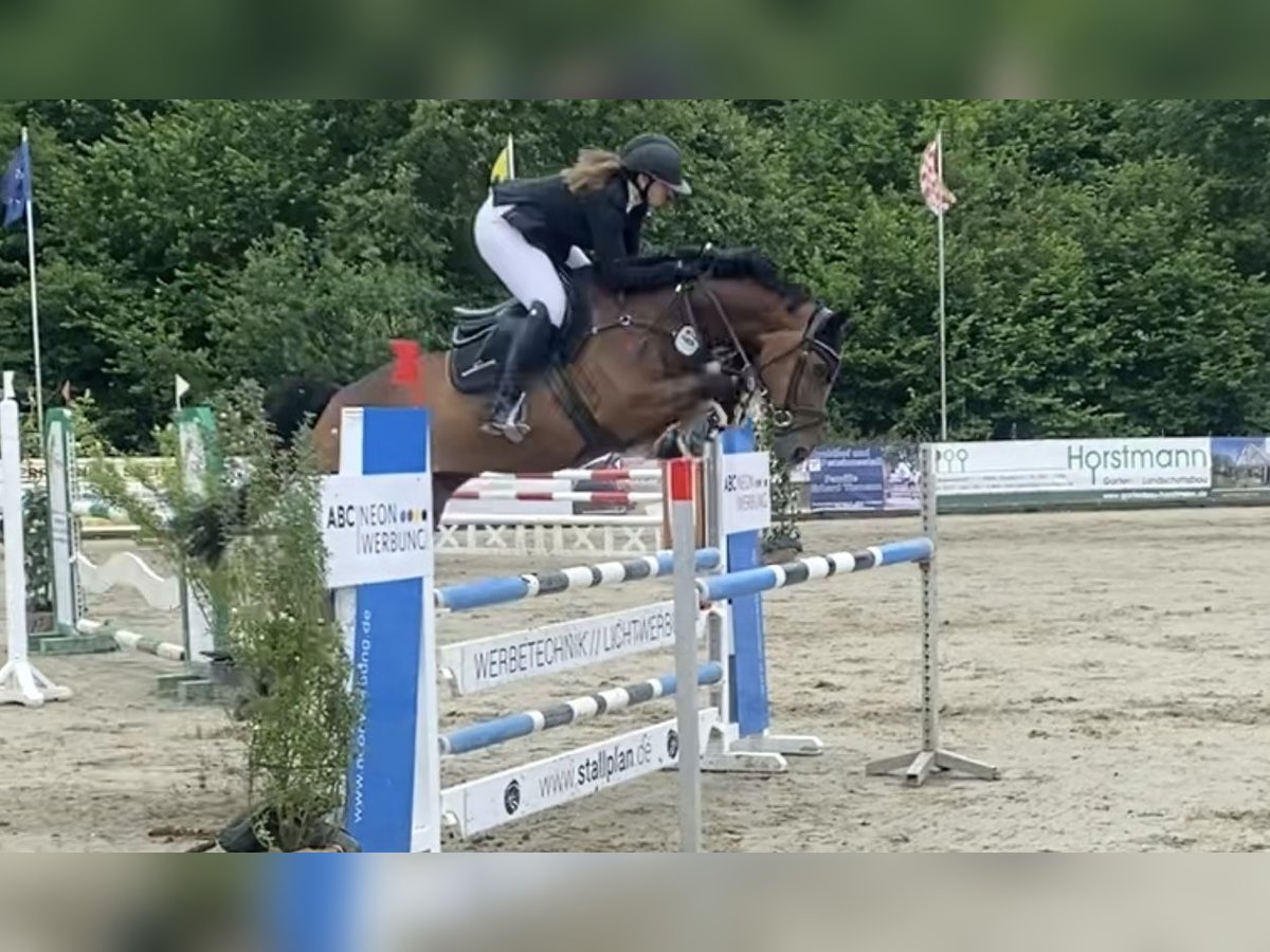 Westphalian Mare 7 years 16,1 hh Brown in Löningen