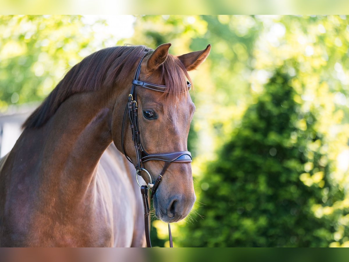 Westphalian Mare 7 years 16,1 hh Chestnut in Senden