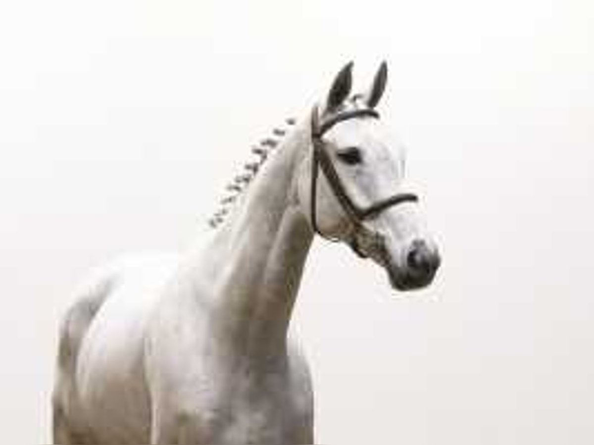 Westphalian Mare 7 years 16,2 hh Gray in Waddinxveen