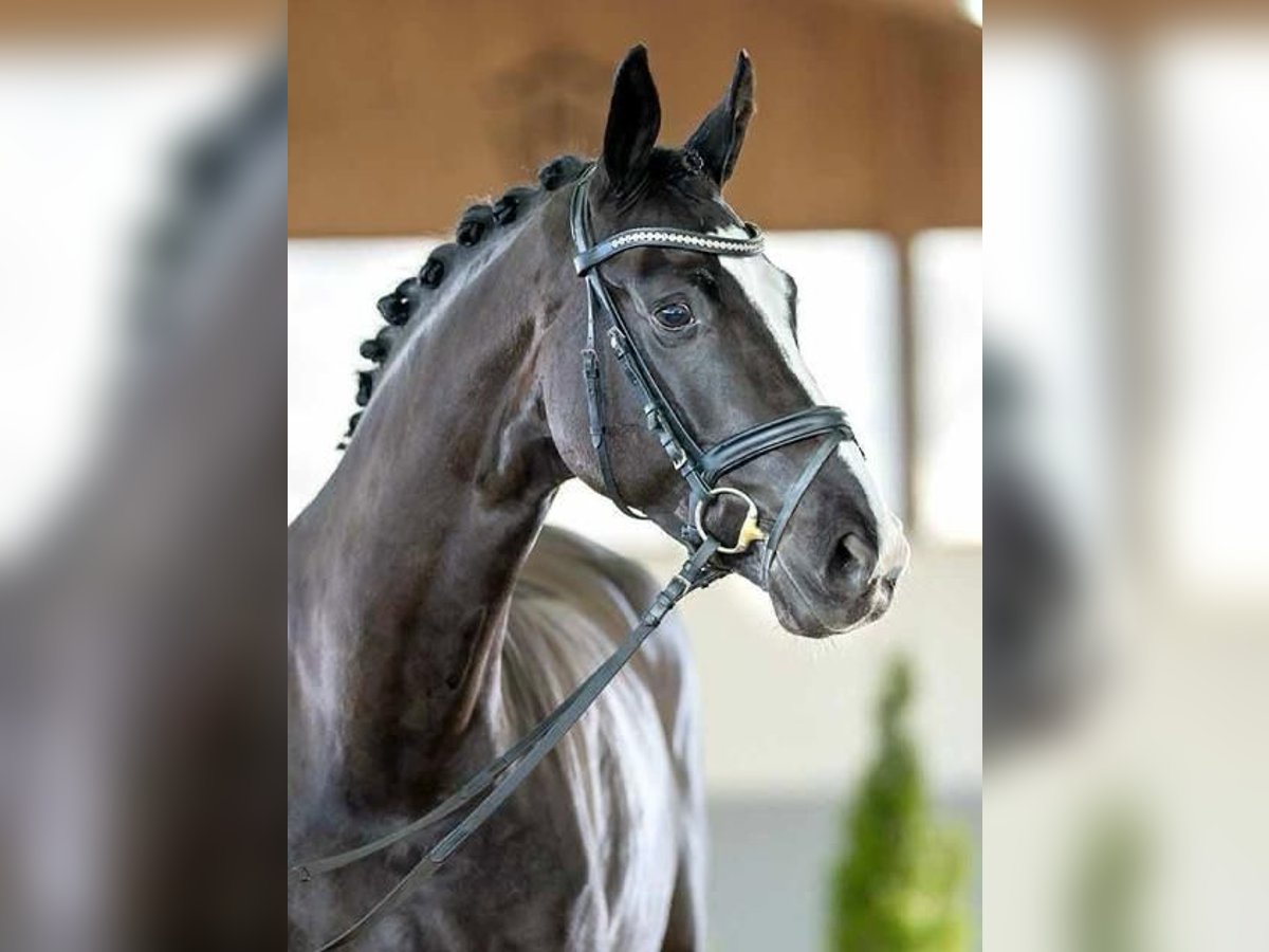 Westphalian Mare 7 years 16,2 hh Smoky-Black in Neuenkirchen