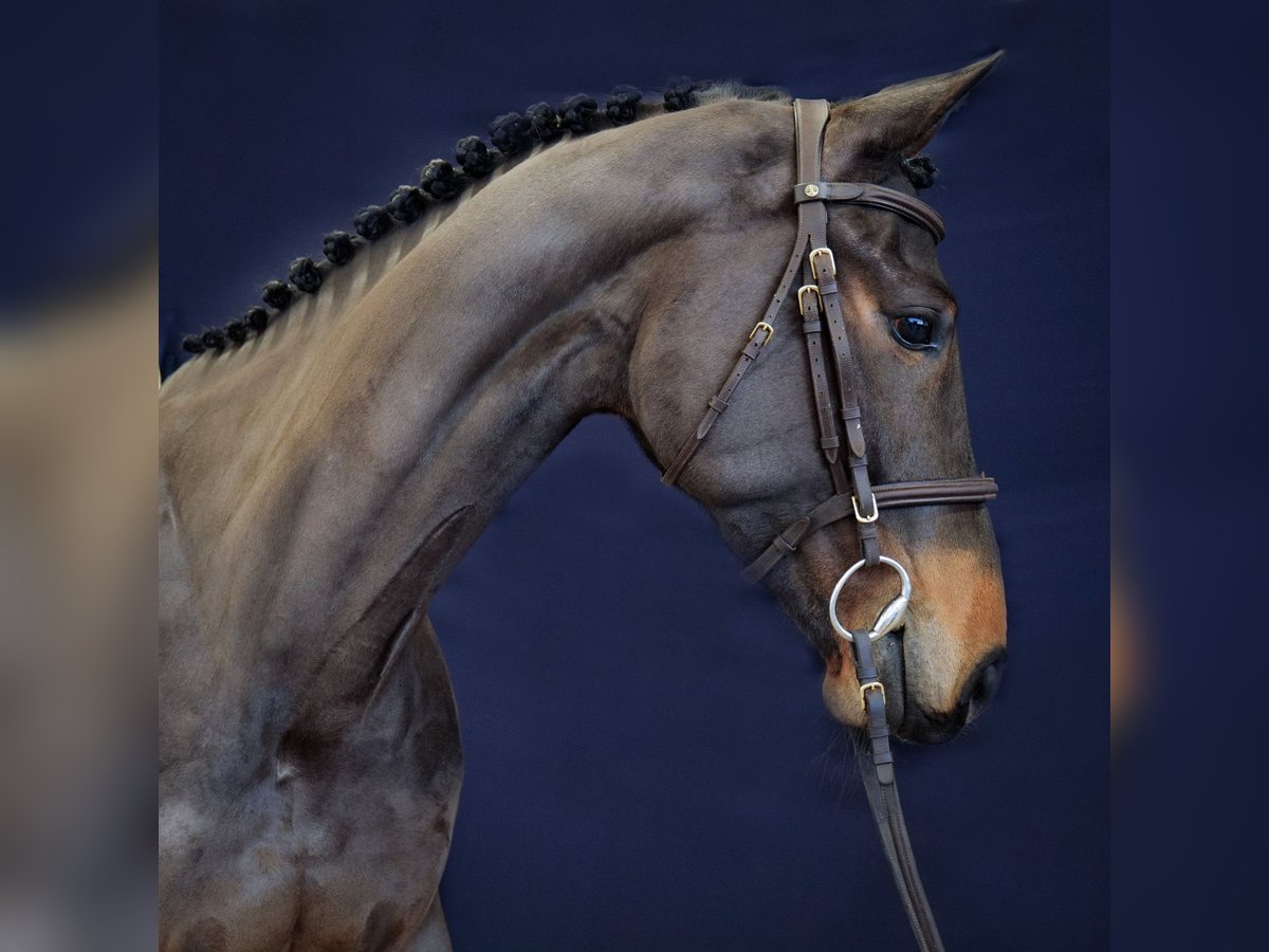 Westphalian Mare 7 years 16 hh Bay-Dark in Mengen