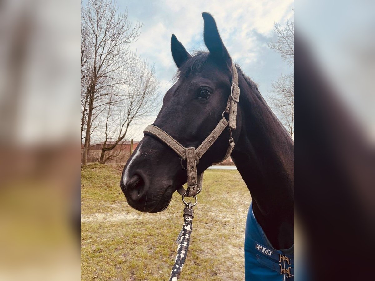 Westphalian Mare 7 years 16 hh Black in Beckum