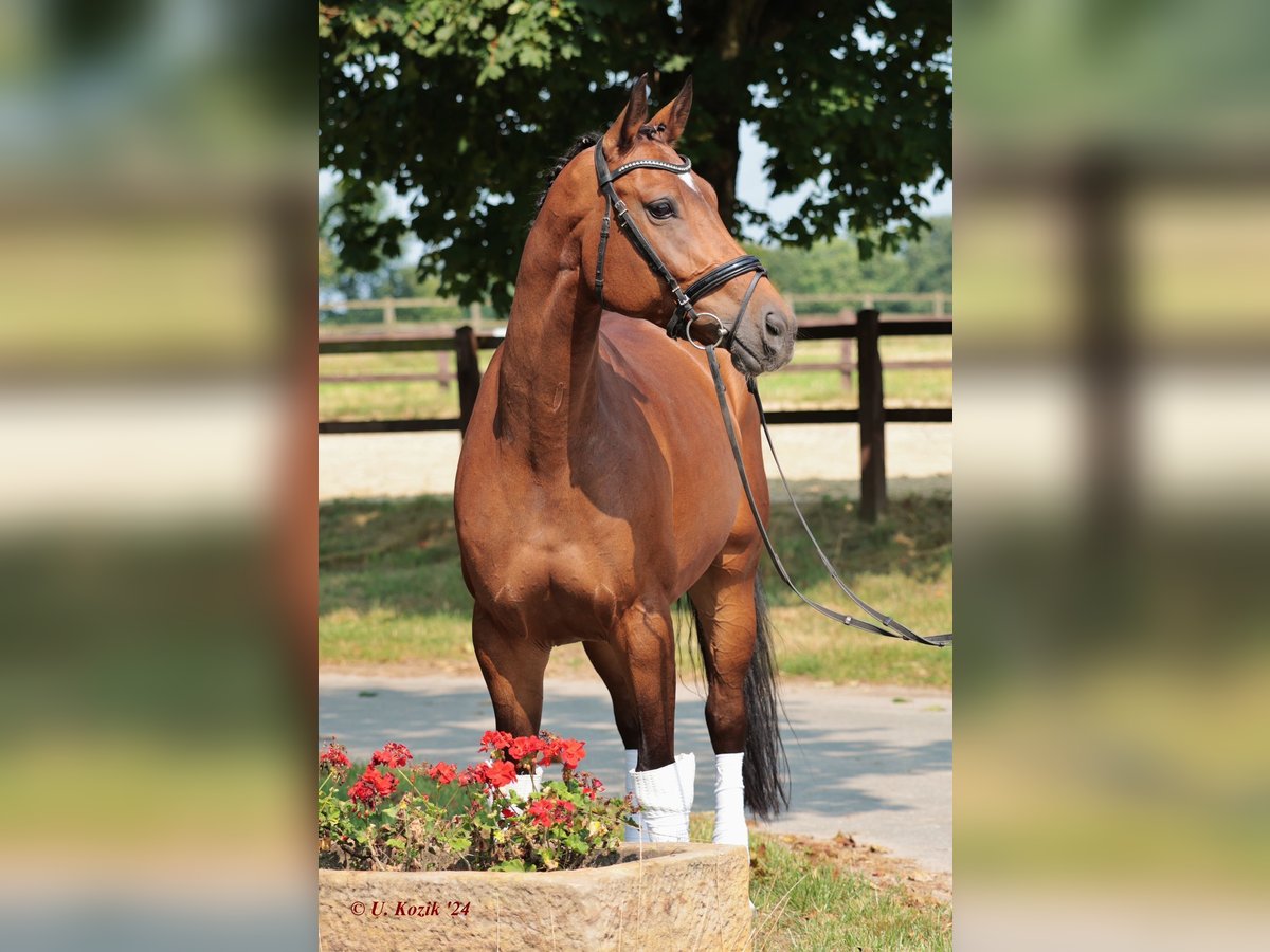 Westphalian Mare 7 years 16 hh Brown in Saerbeck