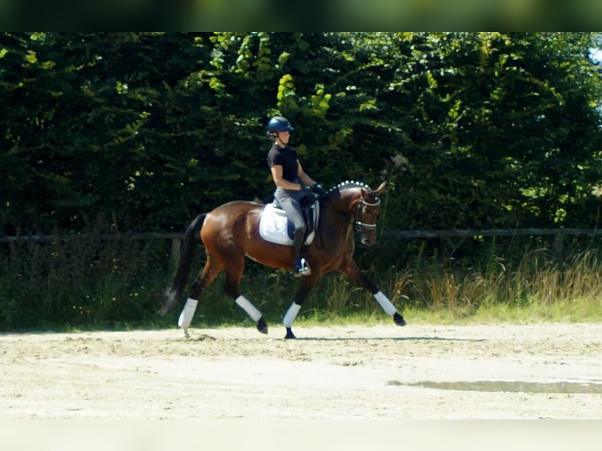 Westphalian Mare 7 years 16 hh Brown in Iserlohn