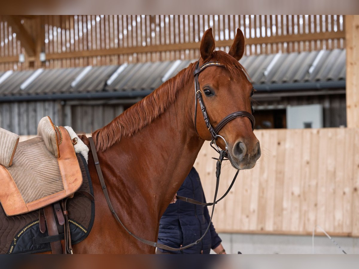 Westphalian Mare 7 years 16 hh Chestnut in Speyer