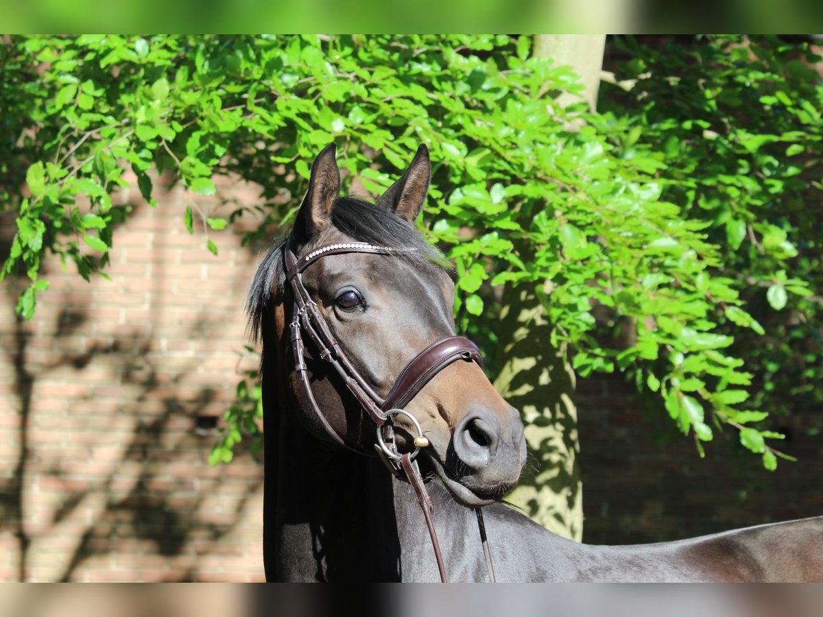 Westphalian Mare 7 years 16,1 hh Bay-Dark in Haltern am See