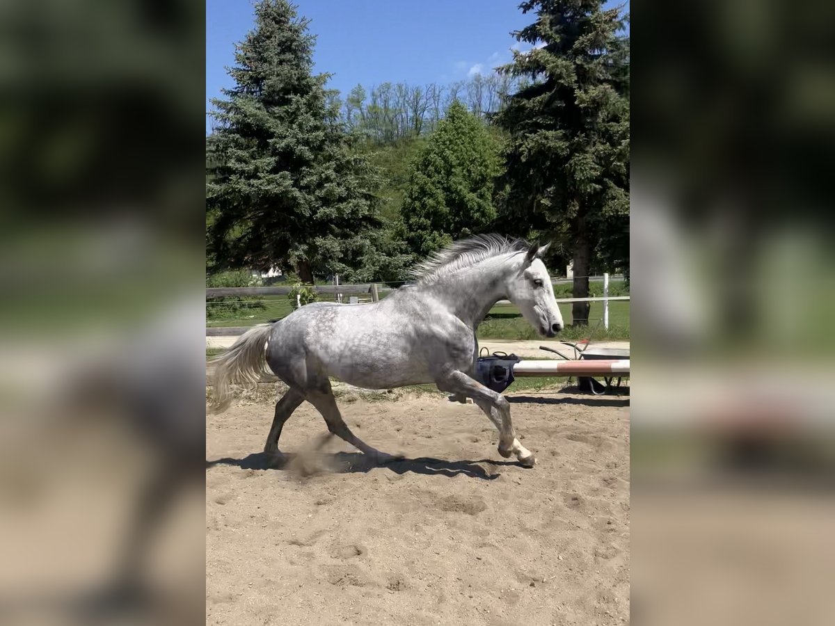 Westphalian Mare 7 years 16,1 hh Gray in Plank am Kamp