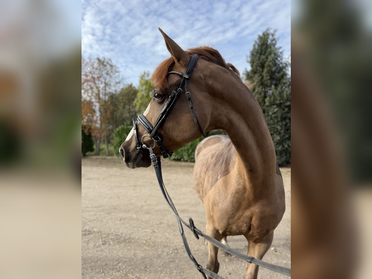 Westphalian Mare 7 years 16,1 hh Sorrel in Oud Gastel