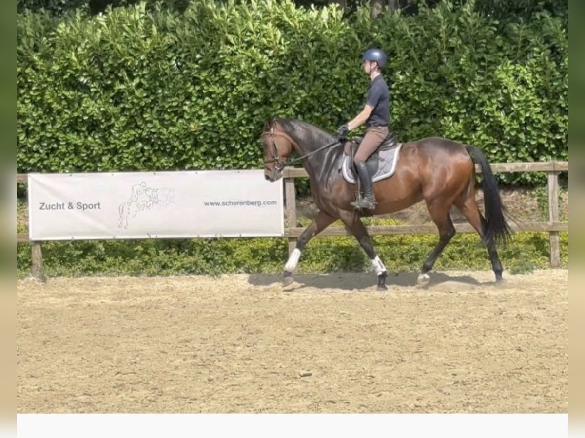 Westphalian Mare 7 years 16,2 hh Brown in Wuppertal