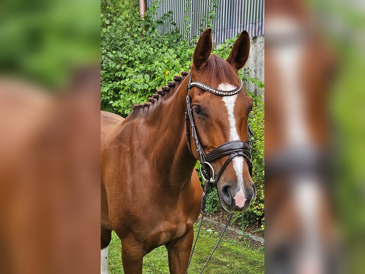 Westphalian Mare 7 years 16,2 hh Chestnut-Red in Senden