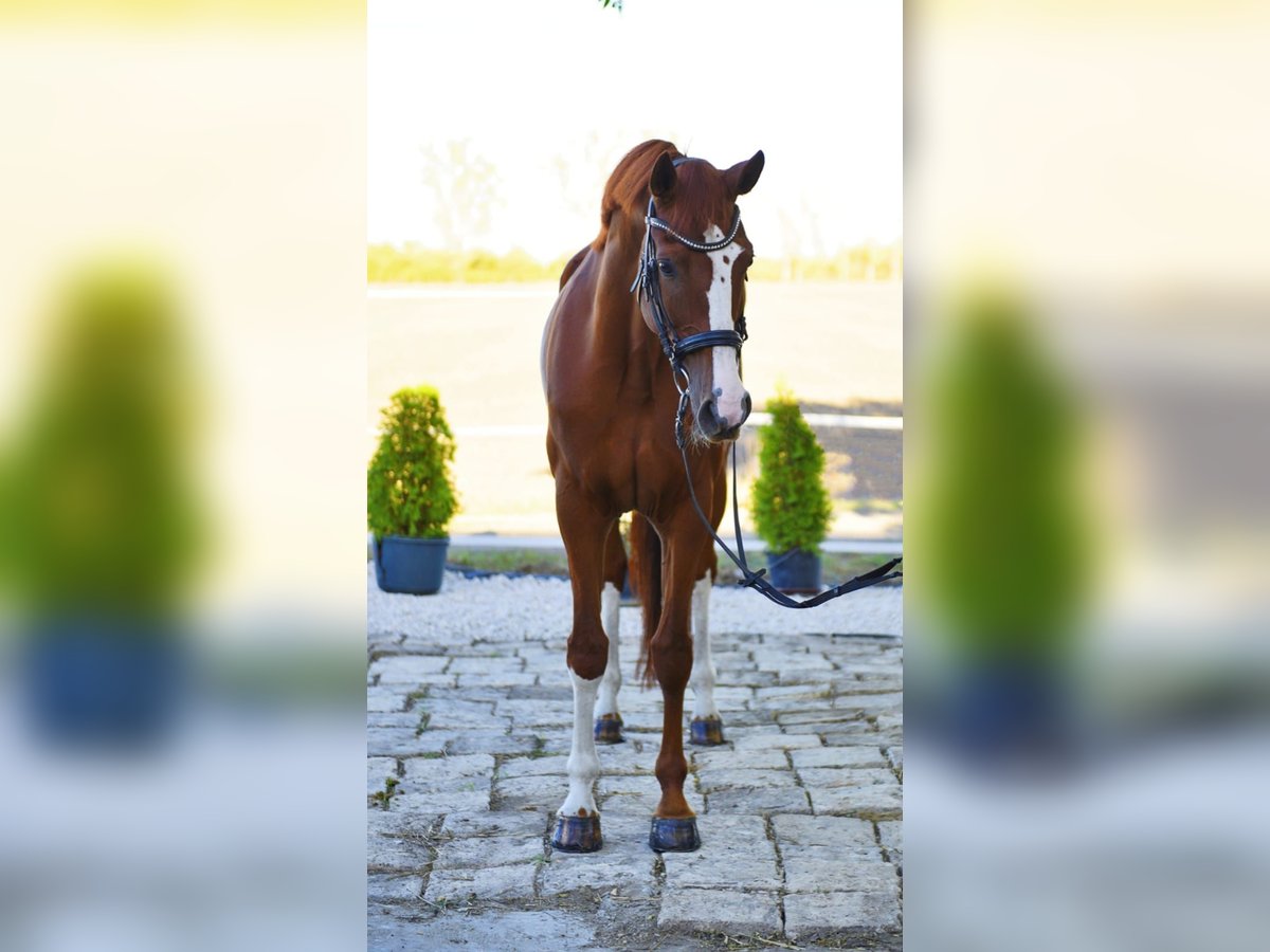 Westphalian Mare 7 years 16,2 hh Chestnut-Red in Békésszentandrás Westphalian Mare 7 years 16,2 hh Chestnut-Red in Békésszentandrás