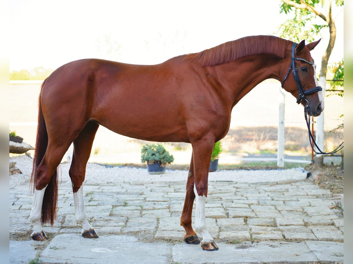 Westphalian Mare 7 years 16,2 hh Chestnut-Red in B&#xE9;k&#xE9;sszentandr&#xE1;s