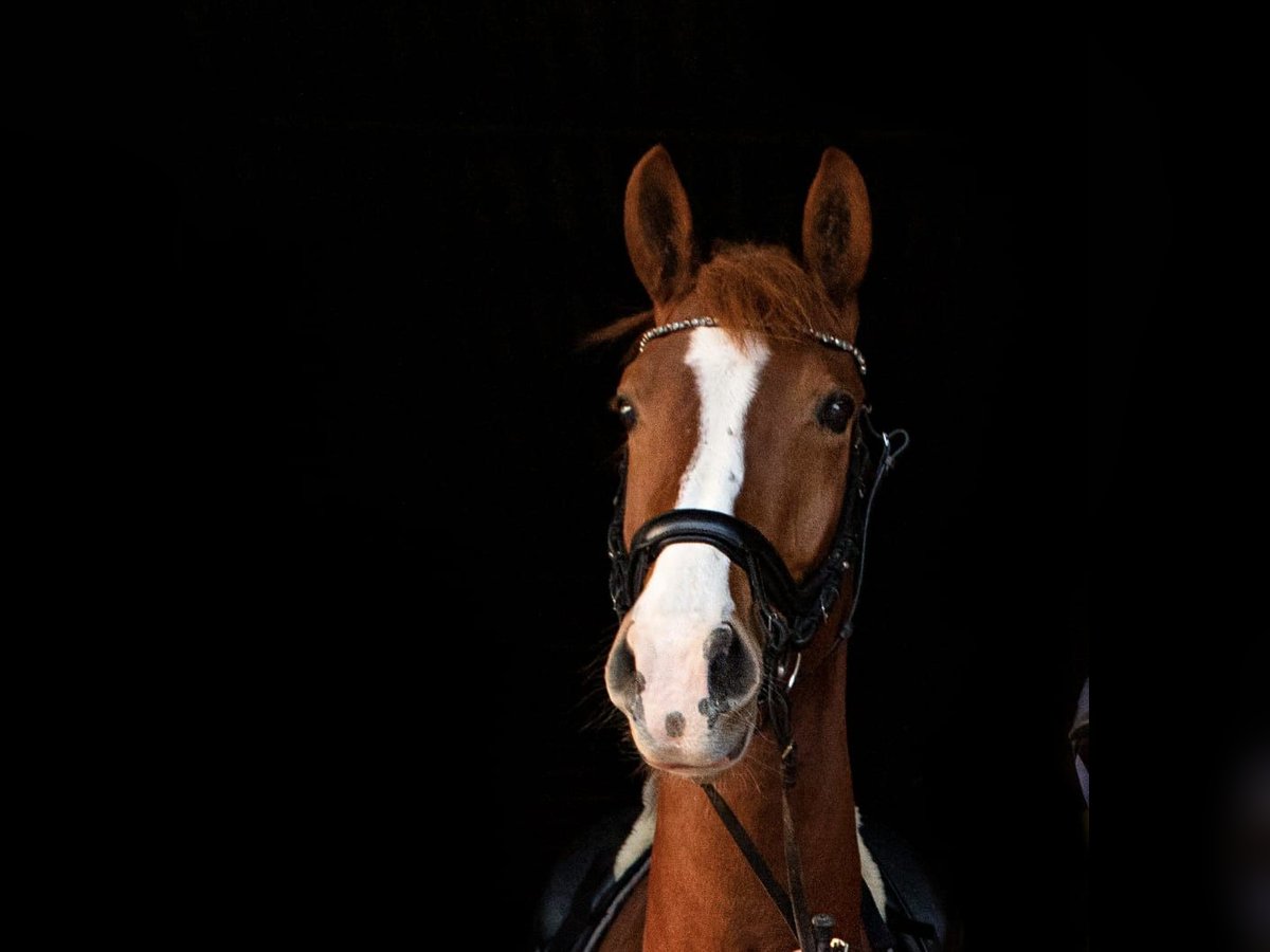 Westphalian Mare 7 years 16,2 hh Chestnut-Red in Lippstadt