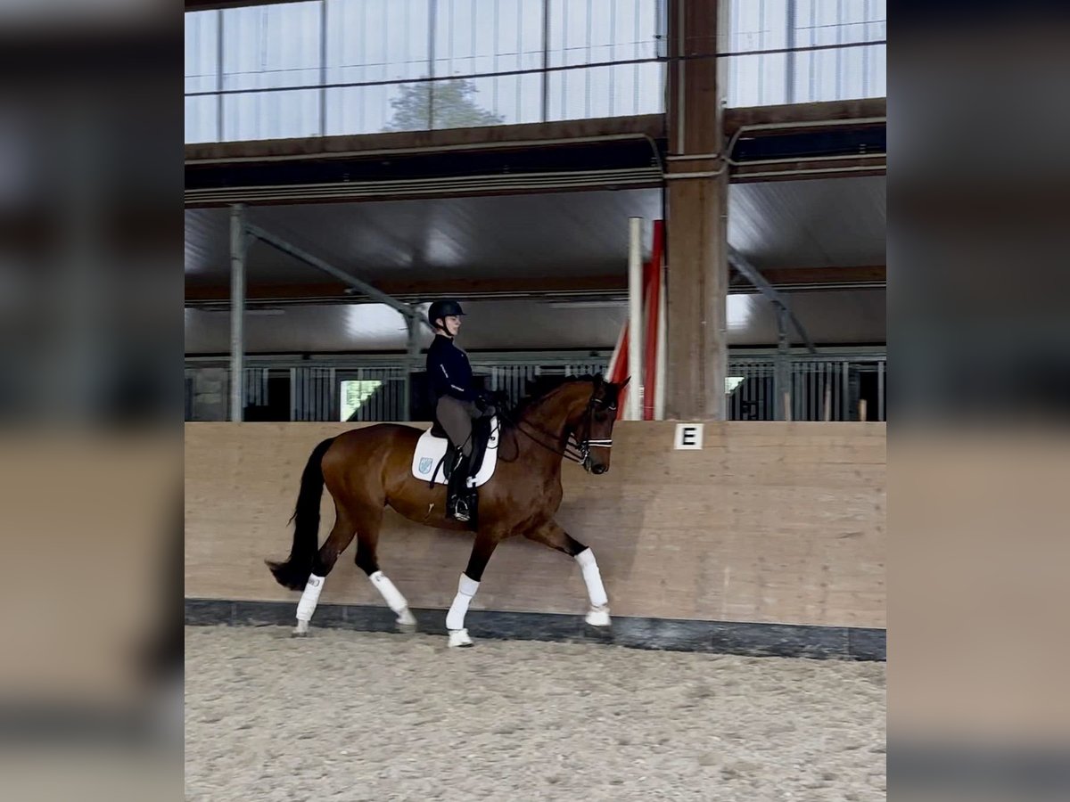 Westphalian Mare 7 years 17,1 hh Brown in Windesheim