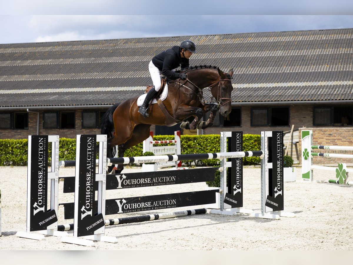Westphalian Mare 7 years 17 hh Bay-Dark in Waddinxveen
