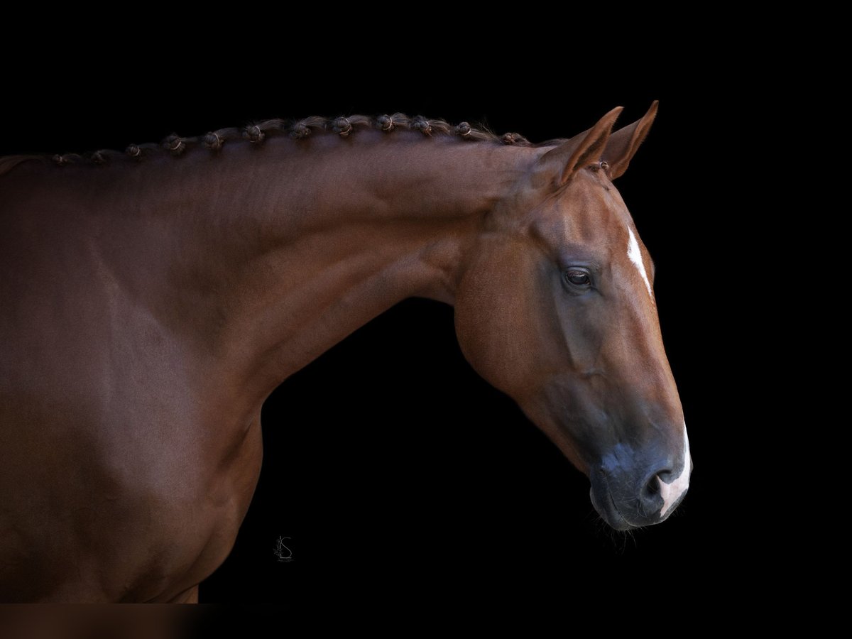 Westphalian Mare 7 years 17 hh Chestnut-Red in Bonn