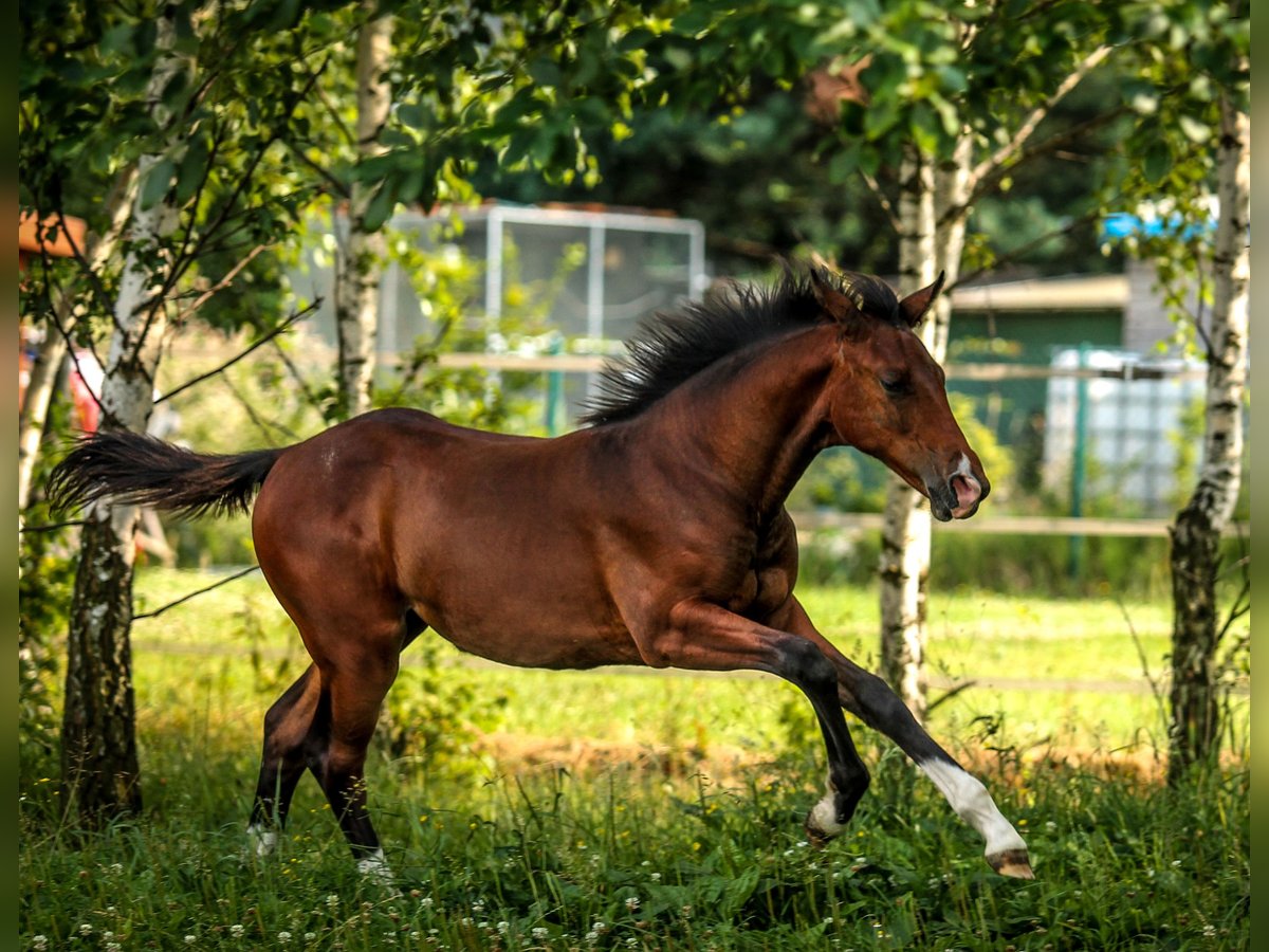 Westphalian Mare 8 years 15,2 hh Brown in Prague